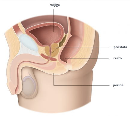 alopurinol și prostatita anatomia prostate mcneal